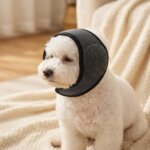 Bichon Frise in calming ear muffs, side view
