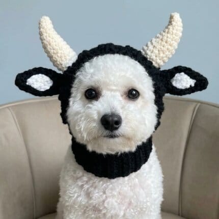 Bichon Frise wearing black knitted cow snood hat with cream horns