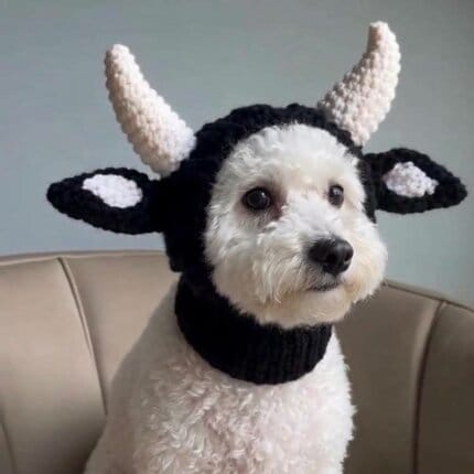 Bichon Frise in cow snood hat with black ears, side view