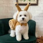 Bichon Frise sitting on a green velvet armchair wearing the snail dog costume