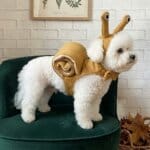 Bichon Frise in side profile showing the rolled snail shell of the costume